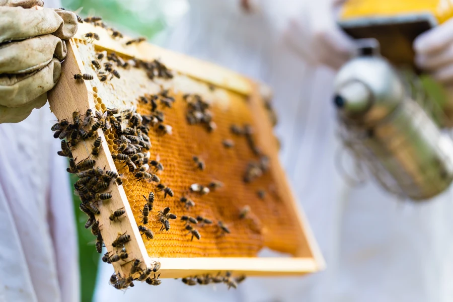 Bee Control