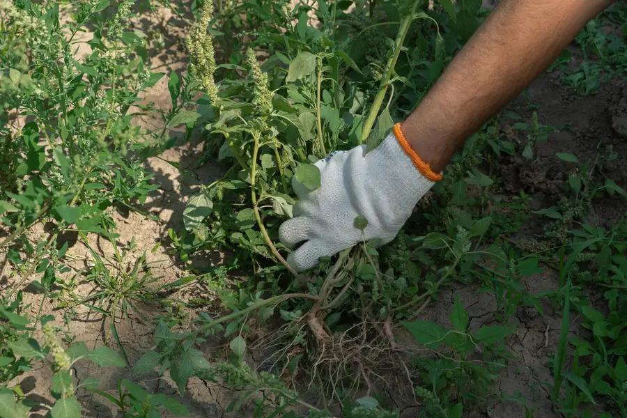 Experienced Weed Control Service Hobbs, NM Experienced Weed Control Service Hobbs, NM