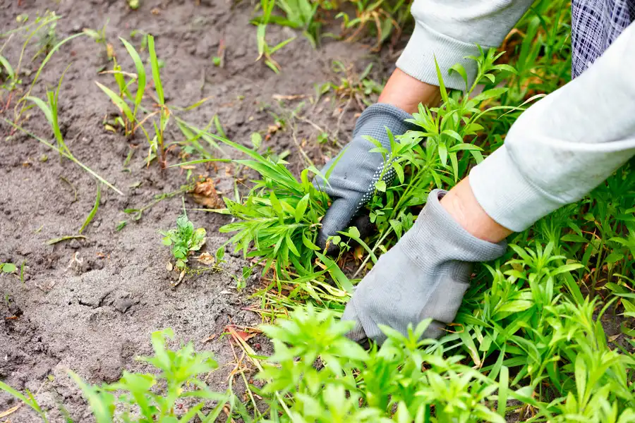 How Regular Weed Control Prevents Lawn Damage And Overgrowth in Hobbs, NM How Regular Weed Control Prevents Lawn Damage And Overgrowth in Hobbs, NM