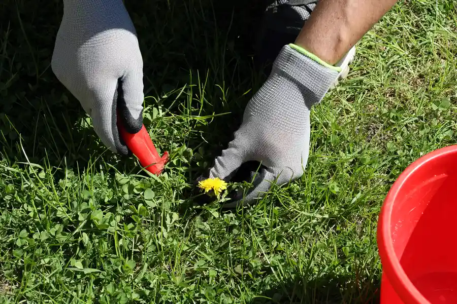 Reliable Weed Control Service Hobbs, NM Reliable Weed Control Service Hobbs, NM