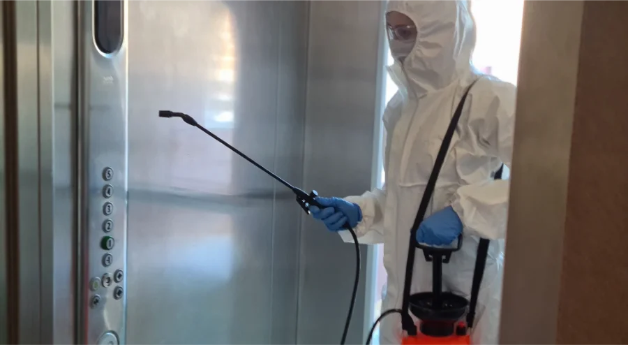The Impact of Flea Control on Preventing Future Pest Issues in Hobbs, NM