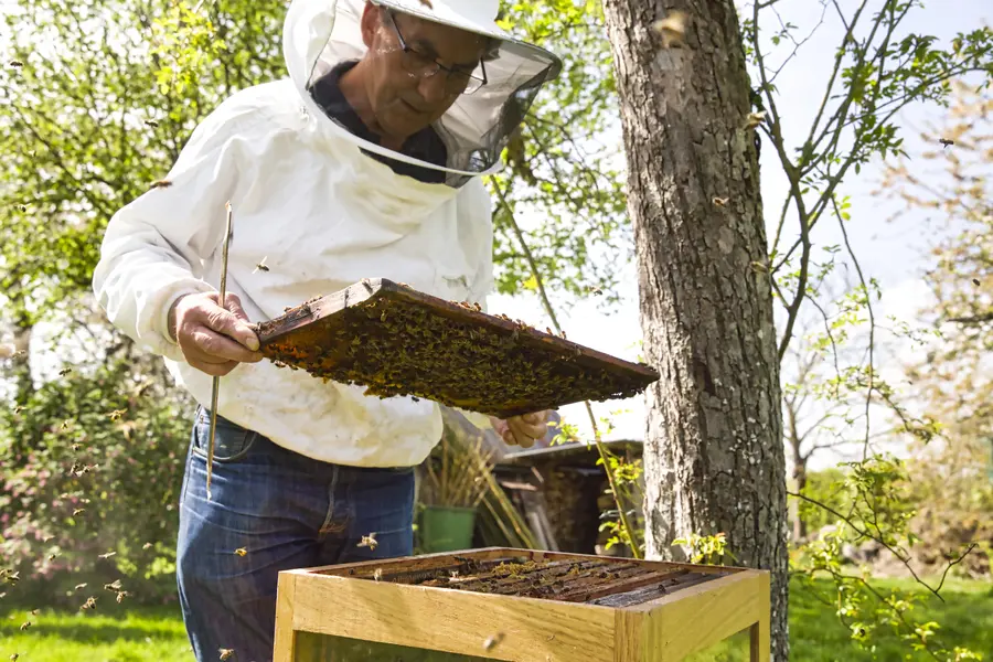 The Role Of Professional Bee Control In Home Safety Hobbs, NM The Role Of Professional Bee Control In Home Safety Hobbs, NM
