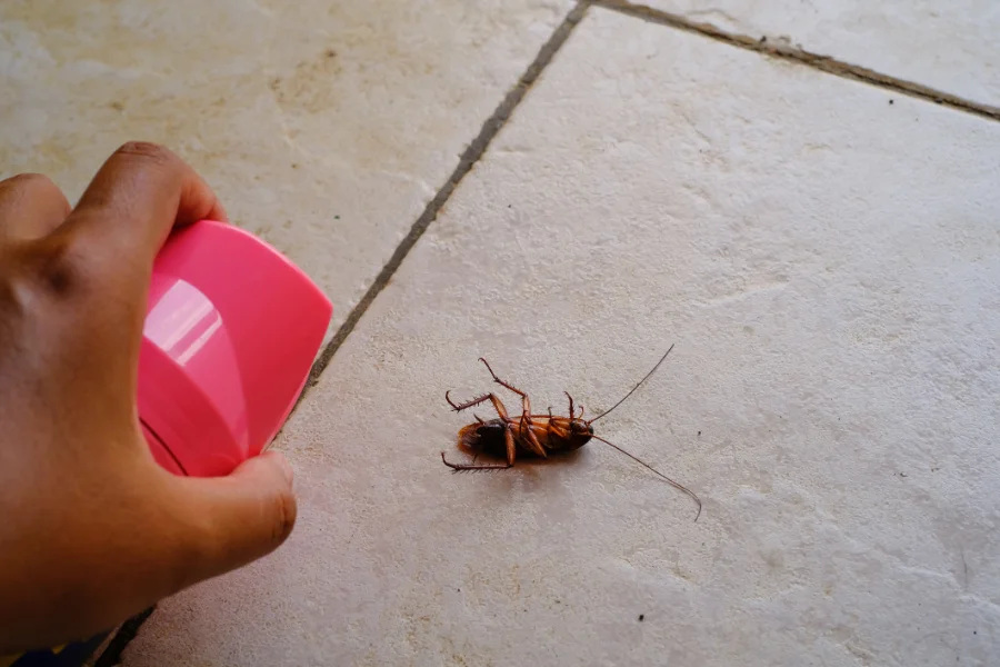 Why Professional Cockroach Extermination Is Essential for Safety Hobbs, NM