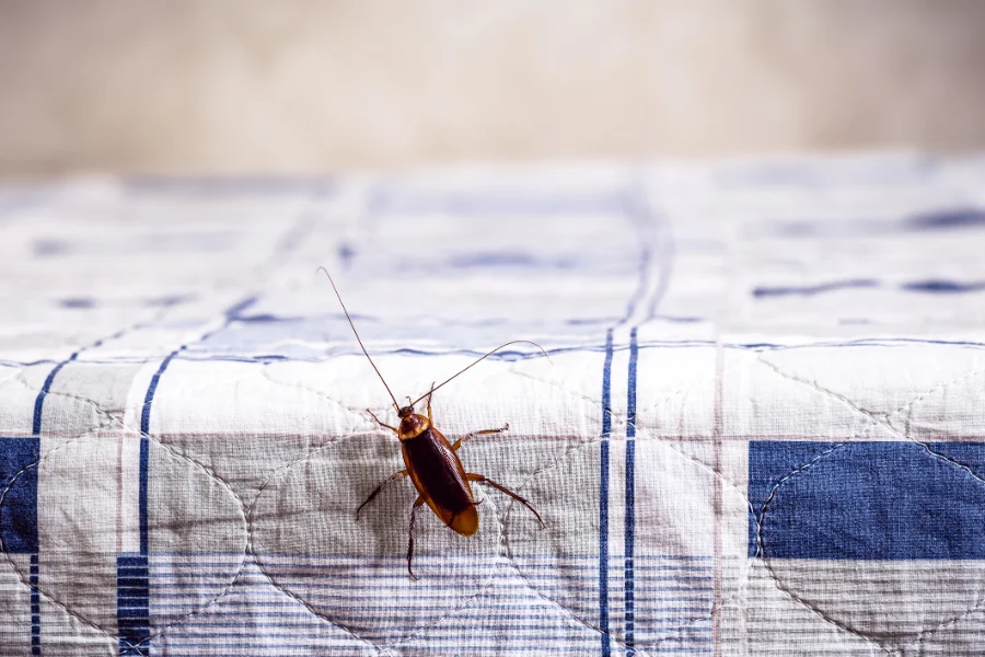 Excellent Cockroach Extermination in Hobbs, NM